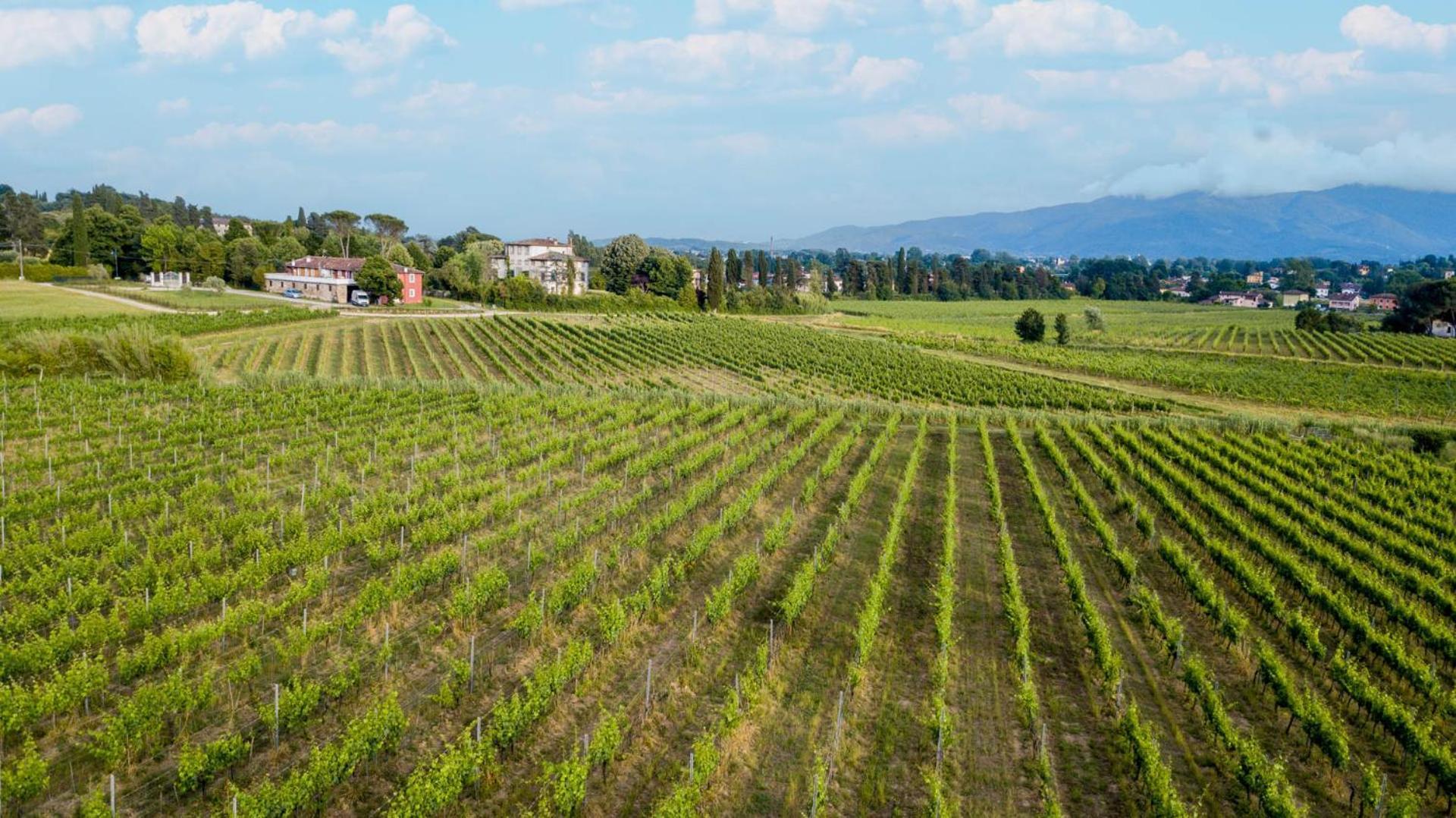 Cicale 3 Bedrooms Farmhouse With Shared Pool ルッカ エクステリア 写真